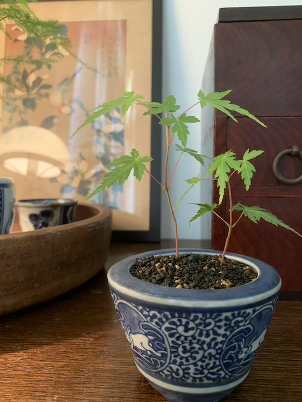 Shiatsu salon photo1